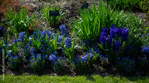 Vibrant Blue Hyacinths and Other Spring Blooms Thriving in a Sunlit Garden Bed, Surrounded by Lush Green Foliage and Rich Soil