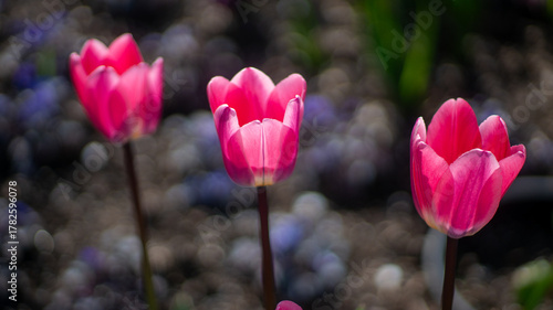 Three Vibrant Pink Tulip Flowers Stand Gracefully in a Garden with a Soft Bokeh Background, Capturing the Essence of Spring