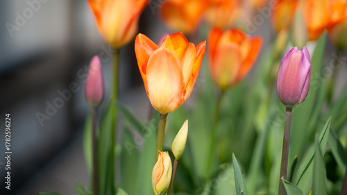 Vibrant Orange and Pink Tulips Blooming in a Spring Garden Under Soft Natural Light, Showcasing Floral Beauty