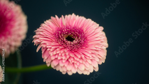 Vibrant Pink Gerbera Daisy Bloom Captured in Striking Close-Up Detail Against a Muted Dark Teal Background, Showcasing its Delicate Petals.