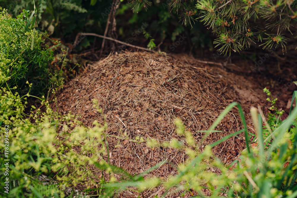 Obraz premium A large ant hill is visible in a vibrant garden. It is made of soil and organic matter, surrounded by greenery and small plants during a sunny day.