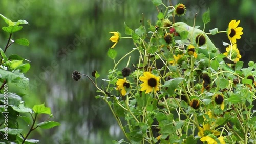 The rose-ringed parakeet also known as the ring-necked parakeet. Rose-ringed parakeets usually feed on buds, fruits, vegetables, nuts, berries, and seeds.