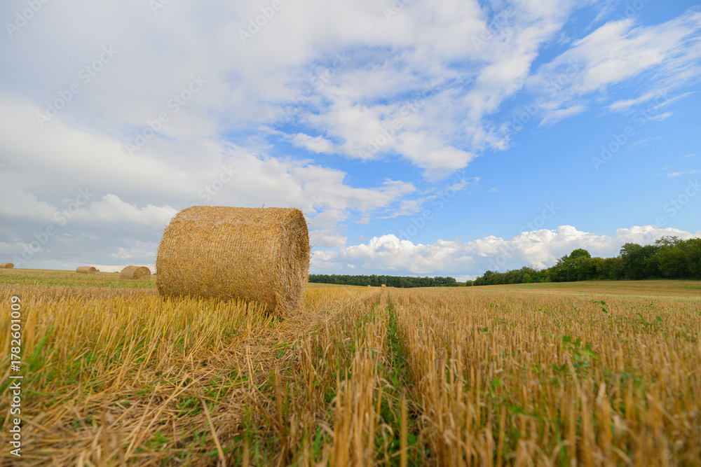 Fototapeta premium Golden Harvest Hay Bales Serenely Stacked in a Beautiful Scenic Field Under a Bright Blue Sky