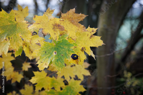 A close-up of maple leaves in autumn, showing distinctive black spots caused by tar spot fungus (Rhytisma acerinum)
