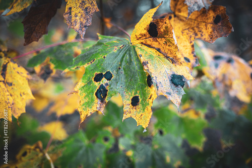 A close-up of maple leaves in autumn, showing distinctive black spots caused by tar spot fungus (Rhytisma acerinum)