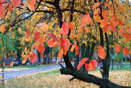 Beautiful urban calm autumn landscape with a tree at front with red leaves