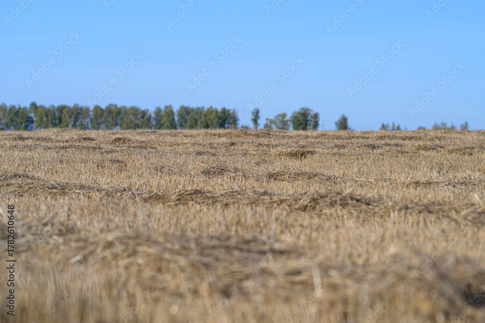 Fototapeta premium Golden wheat fields stretched beautifully under a bright blue sky on a glorious day