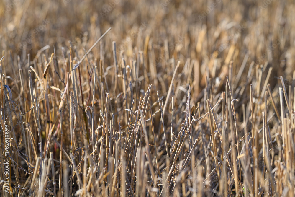 Fototapeta premium The beautiful golden wheat field stands proud and empty after a bountiful harvest in autumn