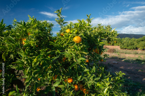 Ripe oranges hanging on branches of orange trees at sunrise in Sagunto, Valencia province, Spain, showing Mediterranean citrus cultivation.