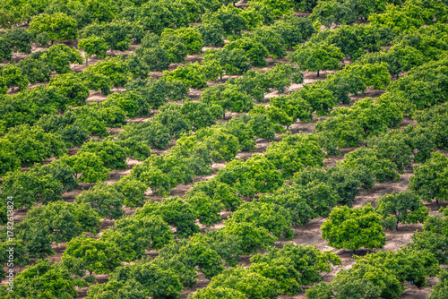 SAGUNTO, SPAIN – MAY 2025: Aerial view of an orange tree row in Sagunto, Valencia province, Spain, showing Mediterranean citrus cultivation during late spring.