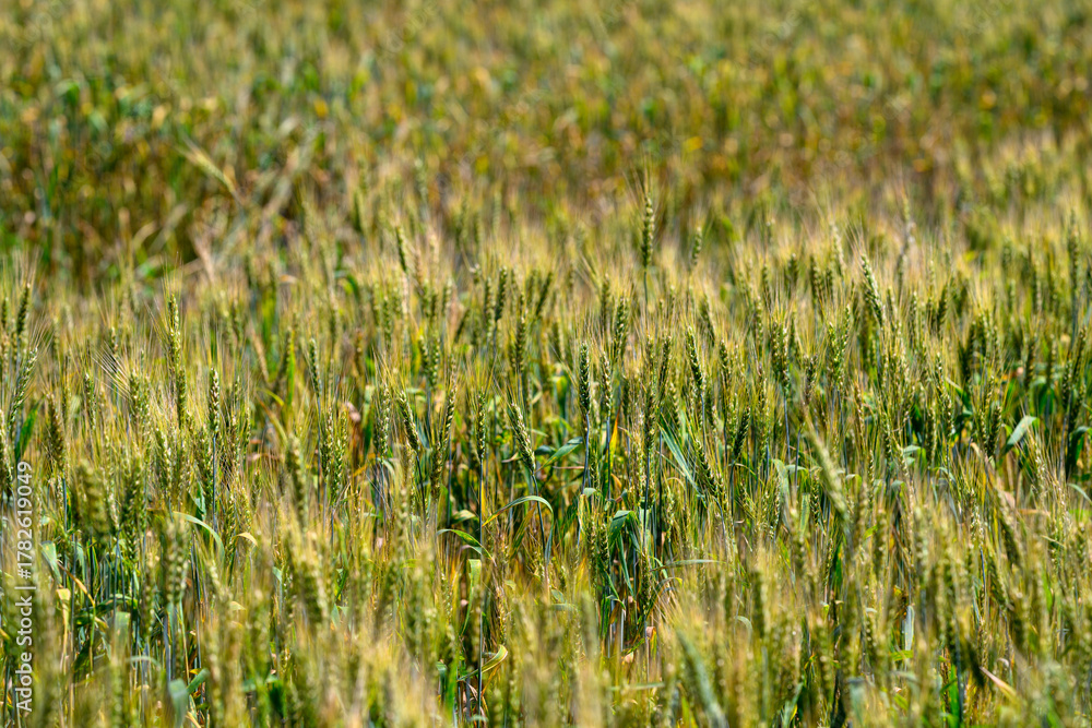 Obraz premium A Beautiful, Lush Green Wheat Field Spreading Under the Clear Blue Skies of Summer