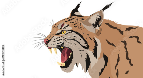 Close up portrait of a fierce wild lynx showing its sharp teeth and aggressive nature on a white background.