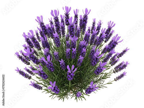 A beautiful blooming lavender plant with vibrant purple flowers, isolated on transparent background