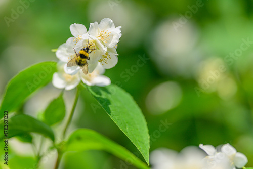 Photos A bee pollinates a blooming flower in spring, enhancing biodiversity and the eco