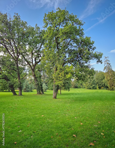 A lush green lawn dotted with several mature trees under a clear blue sky with wispy clouds. A few autumn leaves are scattered on the grass, suggesting an early fall day in the park