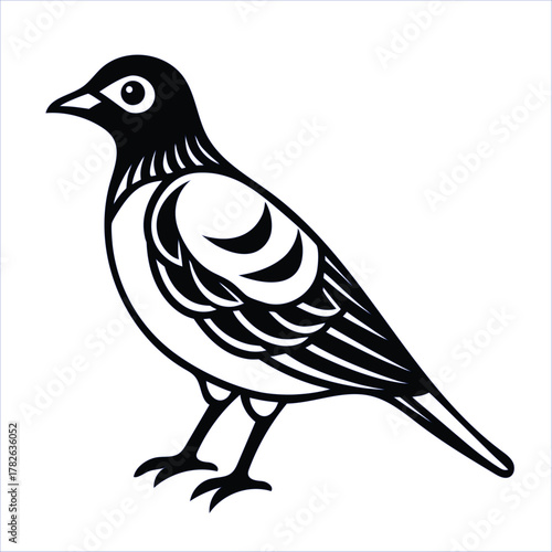 Dove isolated on white background