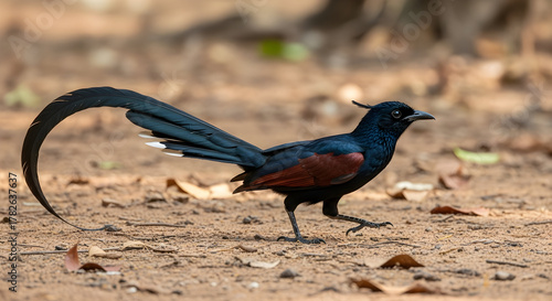 A male greater coucal bird walking on the ground with its long tail feathers raised up