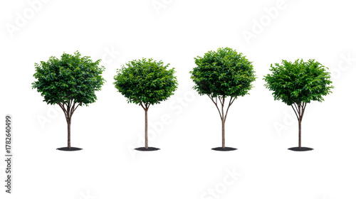 Green tree isolated round foliage summer nature outdoor park landscaping growth environment peaceful scene with four lush trees standing in row perfect for garden or urban design