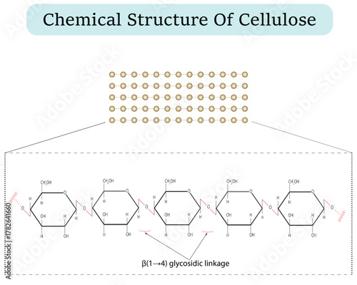 Chemical structural Cellulose polysaccharide molecule. isolated on white background