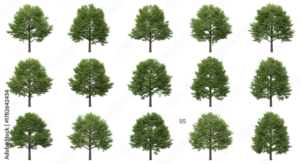 Fototapeta premium Tree isolated on transparent background