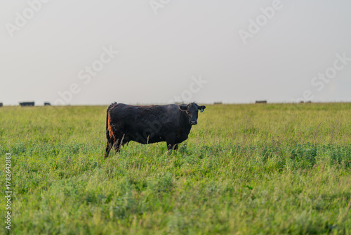 A solitary cow peacefully grazing in a lush green pasture, enjoying the serene landscape