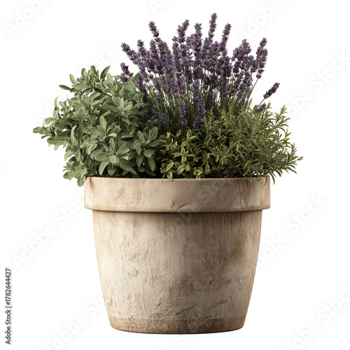 Herbs and Lavender Blooming in a Rustic Pot on a Sunny Day