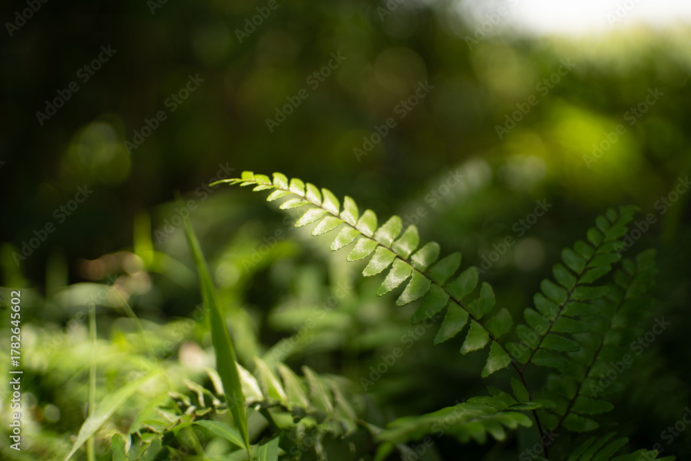 Fototapeta premium Ferns are exposed to sunlight. The process of plants cooking food in their leaves. Photo of ferns. Green plants growing wild.