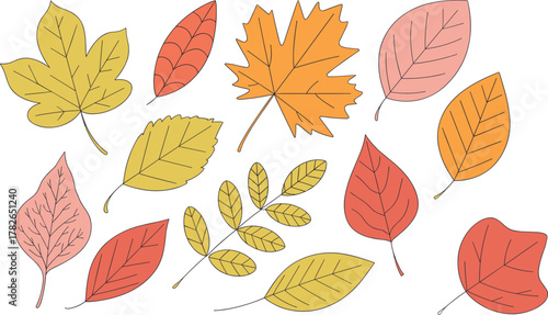 Autumn leaves vector, fall foliage icons, seasonal leaf chart, botanical illustration, nature drawing set, cad drawing flat vector illustration