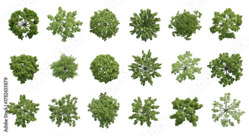 Tree isolated on transparent background