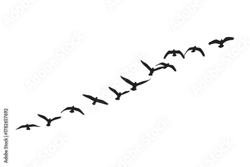 Flock of black birds flying in formation across a white background migration