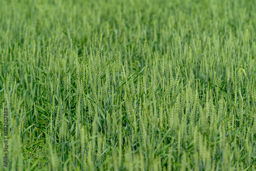 Obraz premium A thriving and vibrant green wheat field stretches out beautifully beneath a bright, clear sky