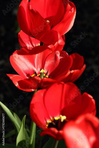 Luxurious scarlet tulips in a flowerbed