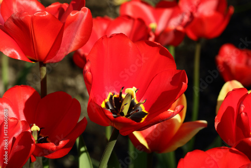 Luxurious scarlet tulips in a flowerbed