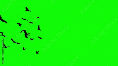 Wallpaper Mural Chromakey Element with black crows fly into the clear sky from right to left then disappear smooth unhurried flight of birds over horizon footge in and out appearing distortion, green screen overlay Torontodigital.ca