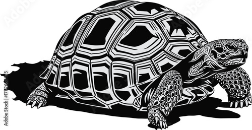 Detailed black and white illustration of a tortoise with a patterned shell