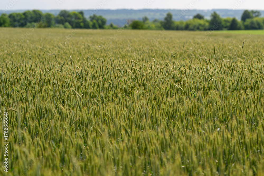 Naklejka premium A Lush Green Wheat Field Extended Horizontally Spreading Beneath a Beautiful, Clear Blue Sky Above