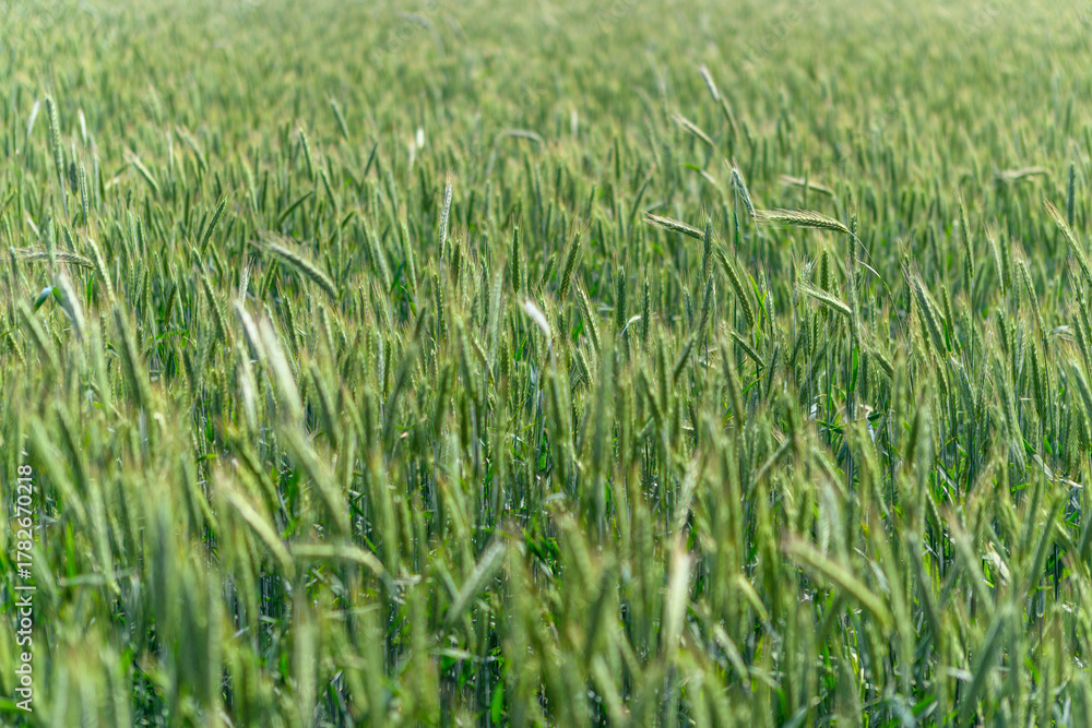 Fototapeta premium A Beautiful Vibrant Green Wheat Field Stretching Beneath a Bright Blue Sky Above