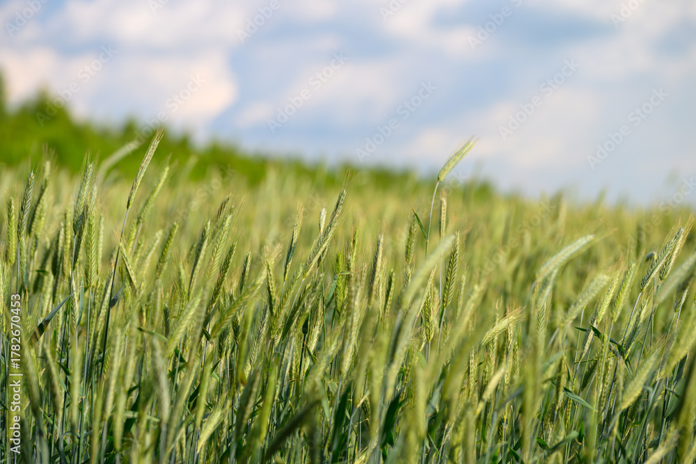 Fototapeta premium A Beautiful Lush Green Wheat Field Stretching Out Under a Cloudy and Overcast Sky