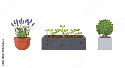 Three potted plants lavender seedlings and a topiary bush.