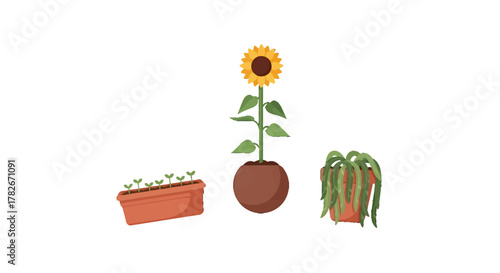 Three potted plants showing different stages of growth and health.