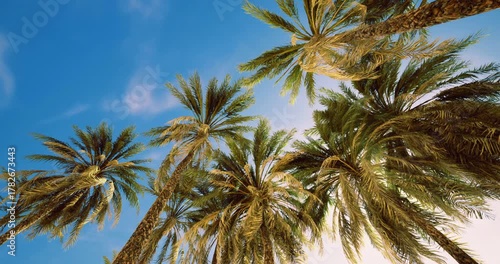 Wallpaper Mural Palm trees stretch upward, reaching for the clear blue sky. Sunlight filters through the fronds, creating a serene and tropical atmosphere perfect for relaxation. Torontodigital.ca