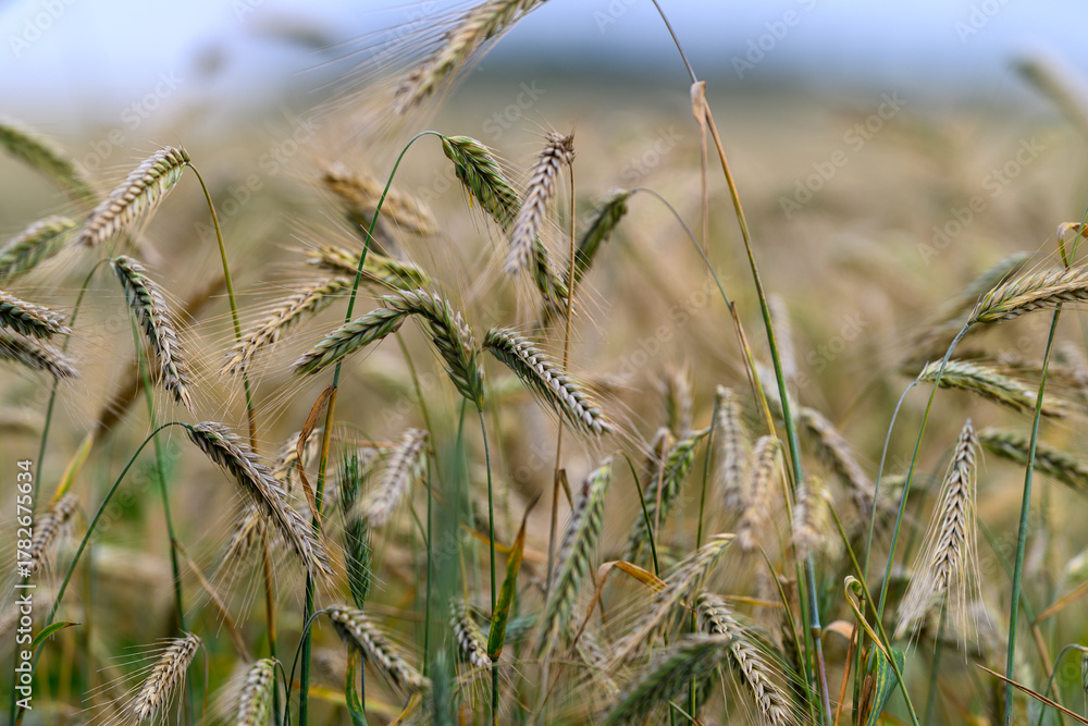 Obraz premium The Golden Fields of Wheat Capture Natures Abundance and Splendor Like Never Before
