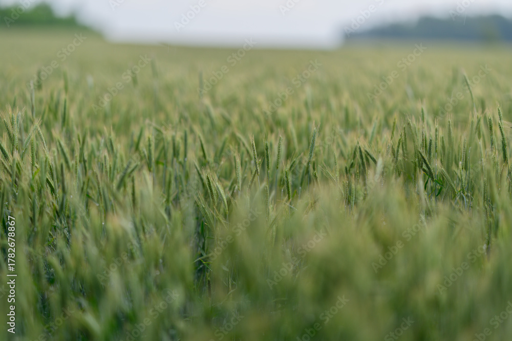 Fototapeta premium A Vast and Expansive Green Wheat Field Under Soft and Gentle Morning Light at Dawn