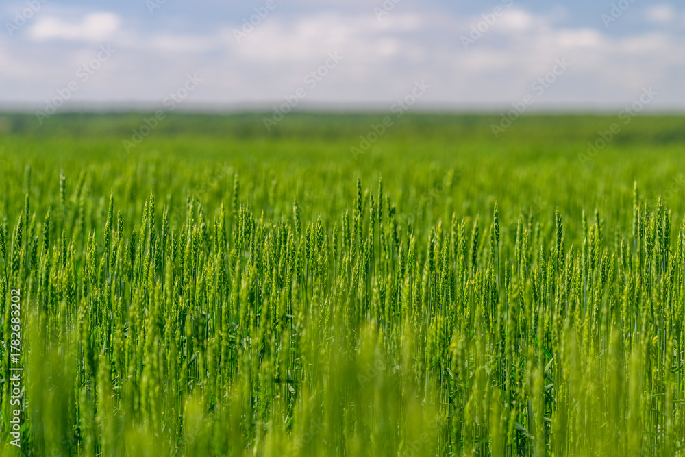Fototapeta premium A Lush Green Wheat Field Spreading Beneath a Beautiful Clear Sky on a Summer Day