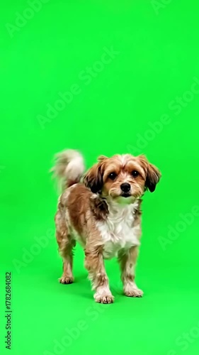 Wallpaper Mural Playful Pet Behavior with dog dancing on a green screen distortion, overlay, glitch, static noise, scan lines black background, 4k animated video loop Torontodigital.ca