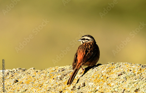 Tableau sur toile escribano hortelano