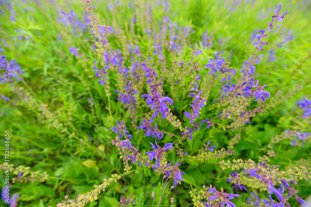 Obraz premium Vibrant Purple Wildflowers Set Against a Lush Green Background, Creating a Stunning Scene