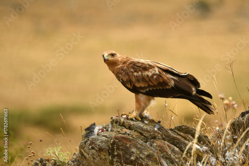joven aguila se alimenta en el campo