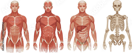 Human Anatomy Vector Illustration Showing Muscular System, Digestive Organs, Skeletal Structure, Educational Medical Diagram for Physiology, Biology, Healthcare, and Science Learning