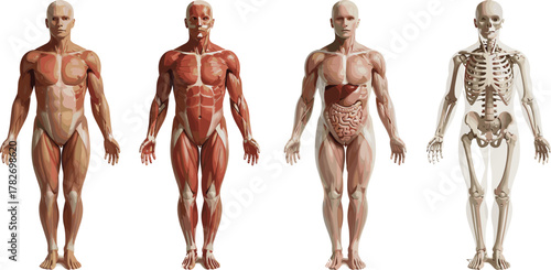 Human Body Anatomy Illustration Showing Skin, Muscles, Organs, and Skeleton for Medical Education, Physiology Study, Healthcare Design, and Scientific Reference Vector